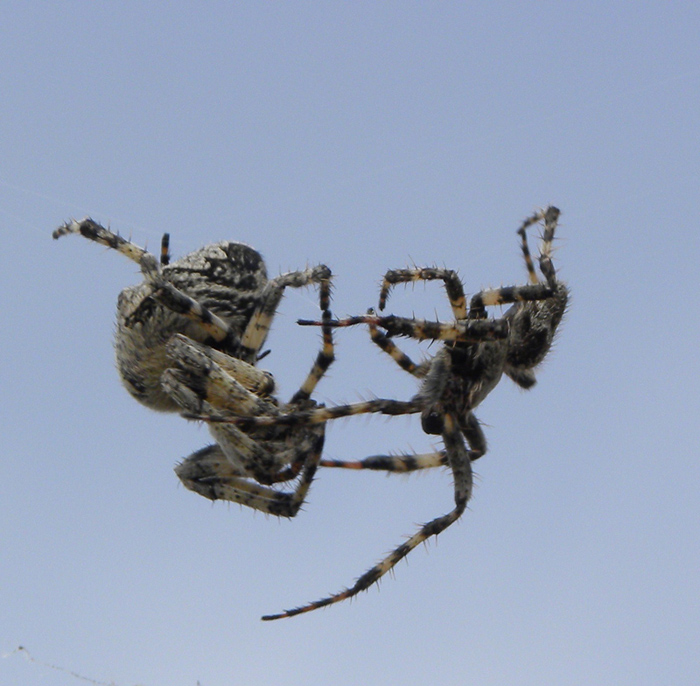 Araneus sp.: corteggiamento